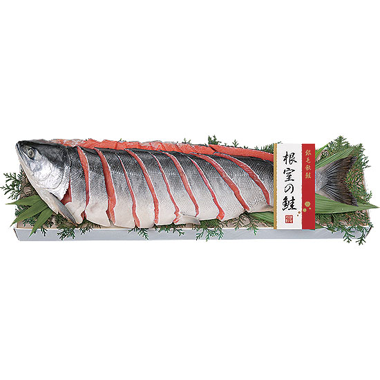根室の鮭0