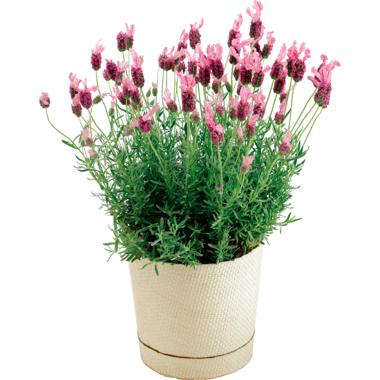 ラベンダー鉢植えザ プリンセス 母の日 4378円 大進オンラインショップ ラベンダー鉢植えザ プリンセス 母の日 4378円 大進オンラインショップ