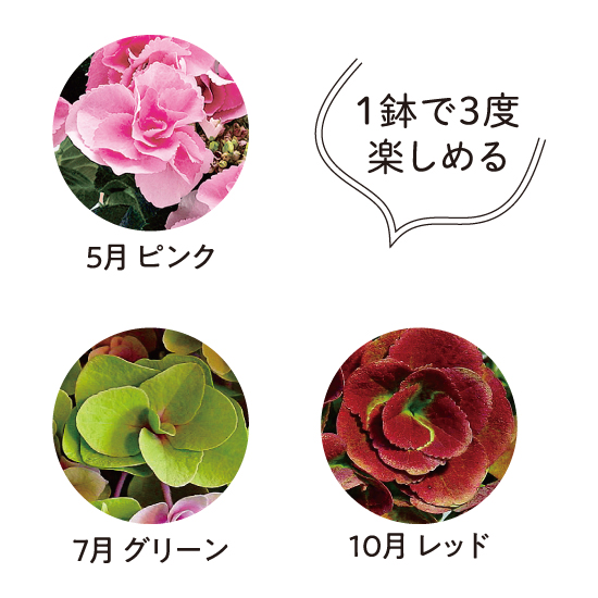 色移りアジサイ鉢植えフェアリーアイ ピンク 母の日 6160円 大進オンラインショップ