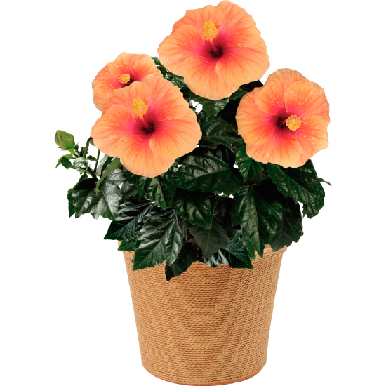 ハイビスカス鉢植え サニーシティー 父の日 4708円 大進オンラインショップ