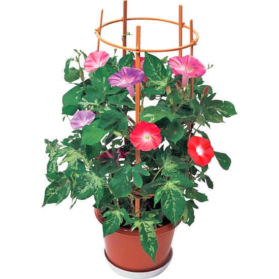 朝顔鉢植え 父の日 46円 大進オンラインショップ 朝顔鉢植え 父の日 46円 大進オンラインショップ