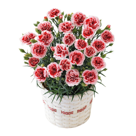 カーネーション鉢植え いちごホイップ 5号 3740円 大進オンラインショップ カーネーション鉢植え いちごホイップ 5号 3740円 大進オンラインショップ