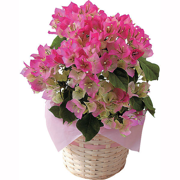 ブーゲンビリア ピンクレディ 鉢植え 4950円 大進オンラインショップ