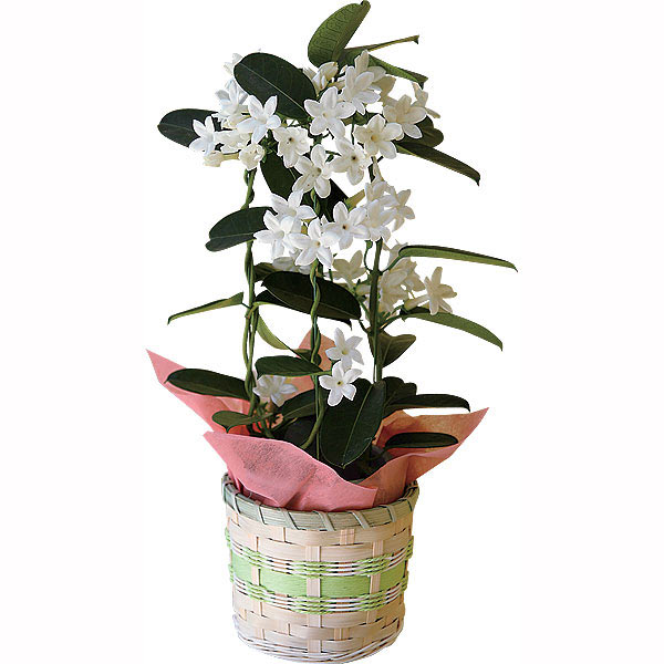 マダガスカルジャスミン鉢植え 3667円 大進オンラインショップ マダガスカルジャスミン鉢植え 3667円 大進オンラインショップ