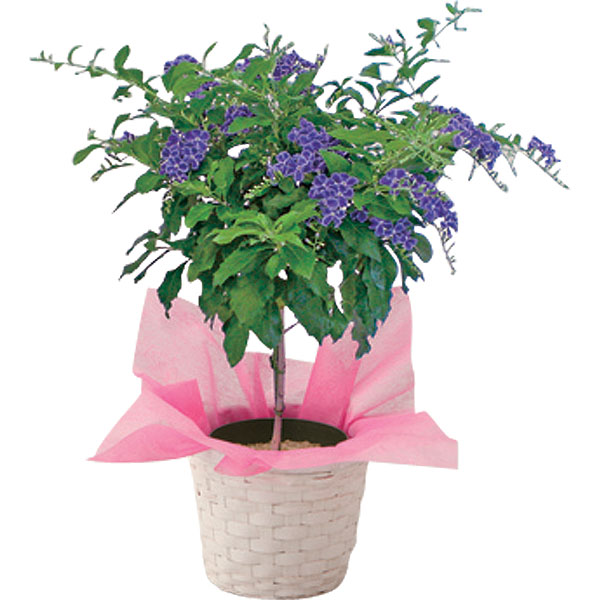 デュランタ鉢植え宝塚 35円 大進オンラインショップ