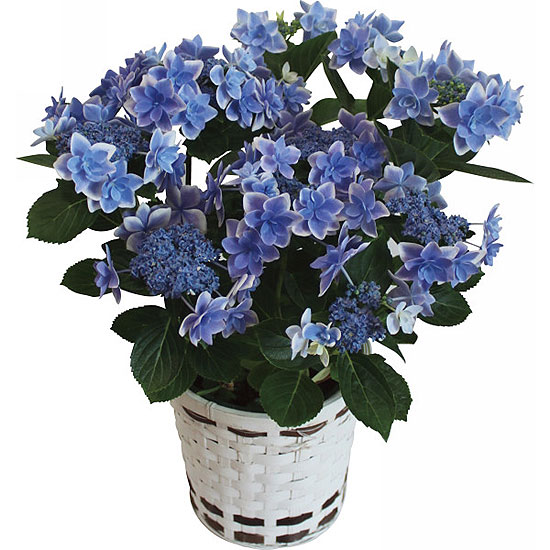 母の日限定 アジサイ鉢植え コンペイトウ ブルー 3850円 大進オンラインショップ 母の日限定 アジサイ鉢植え コンペイトウ ブルー 3850円 大進オンラインショップ