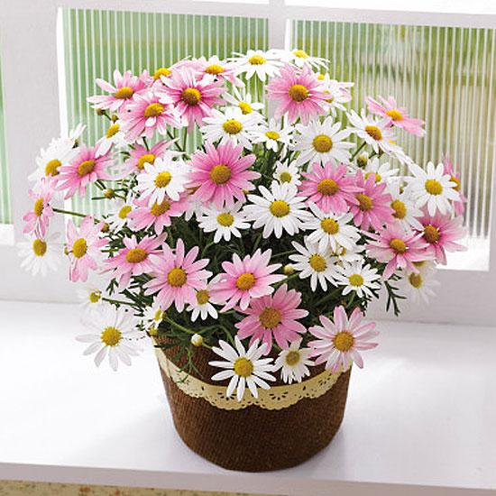 母の日限定 マーガレット鉢植え さくらべーる 3055円 大進オンラインショップ