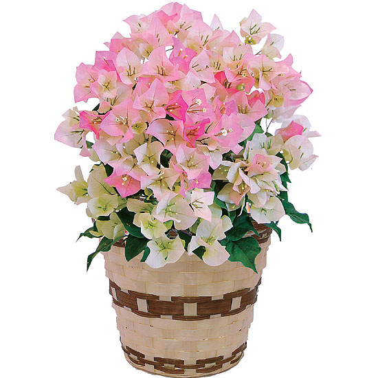 ブーゲンビリア鉢植え 3980円 大進オンラインショップ ブーゲンビリア鉢植え 3980円 大進オンラインショップ