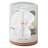 胡蝶蘭アレンジメントファレノジェミー