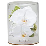 胡蝶蘭アレンジメントファレノジェム