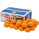 広島県産 大長の石積みかん 4kg